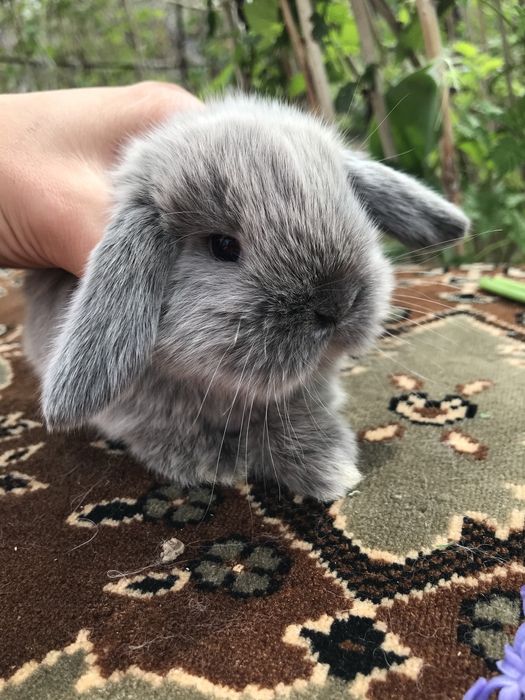 Кролики декоративные