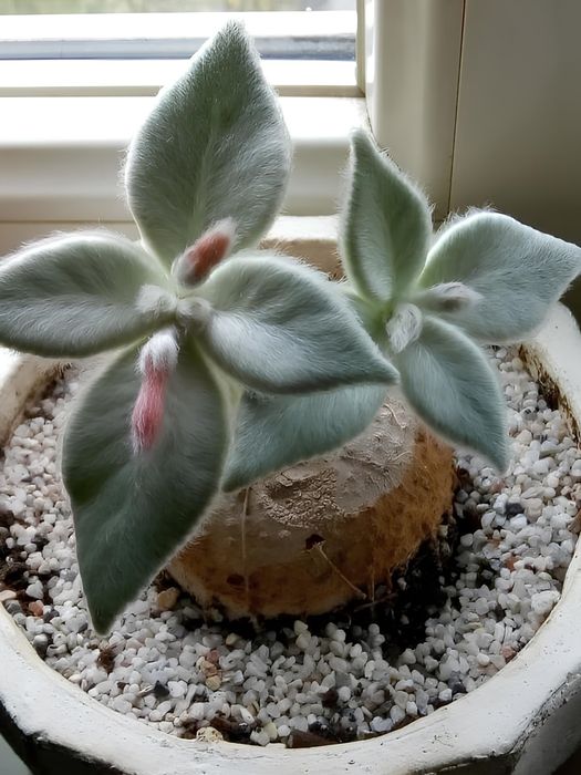 Синнингия, пеллиония galaxy и другие цветы