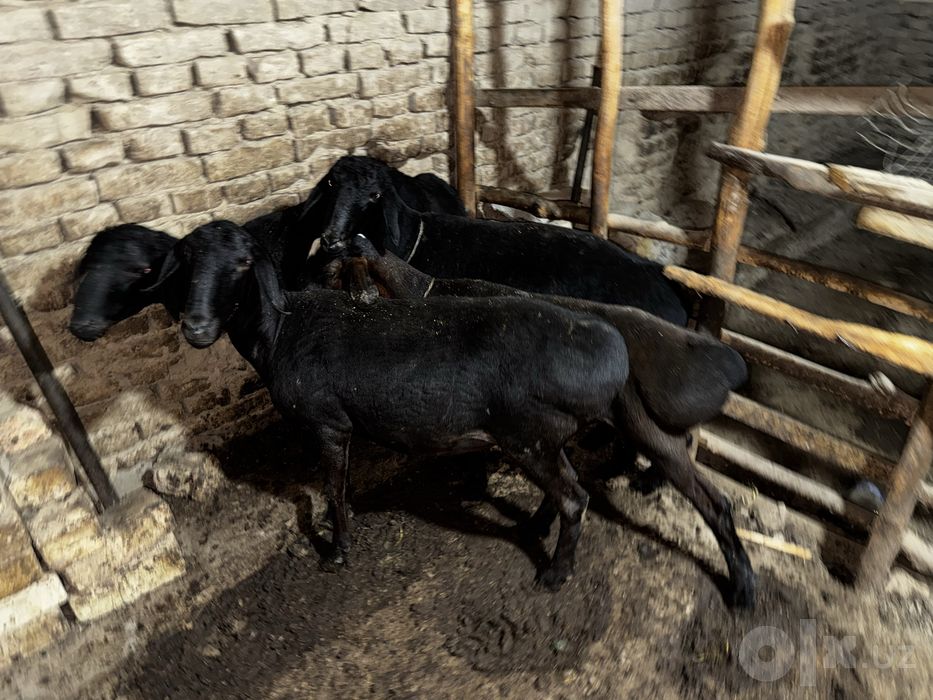 Qoʻy qoʻzila 3ta qoʻchqor 1ta soliq