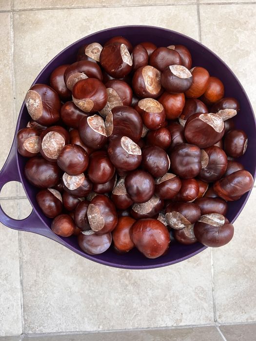 Конский каштан урожай 2025