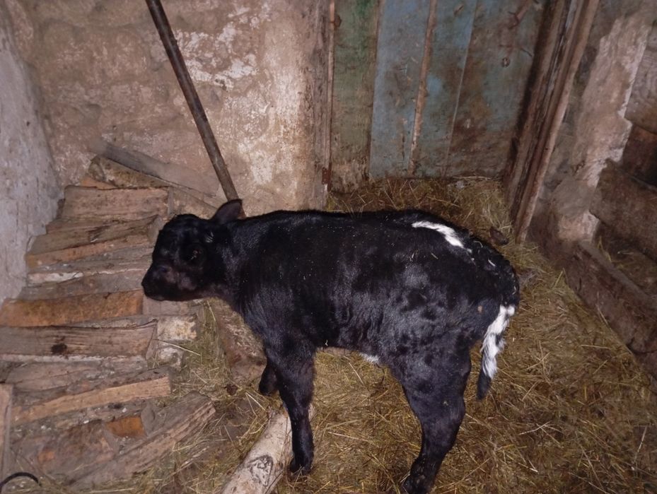 Тёлочка с теленком