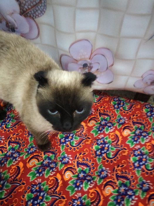 Отдам кошку даром в хорошие руки