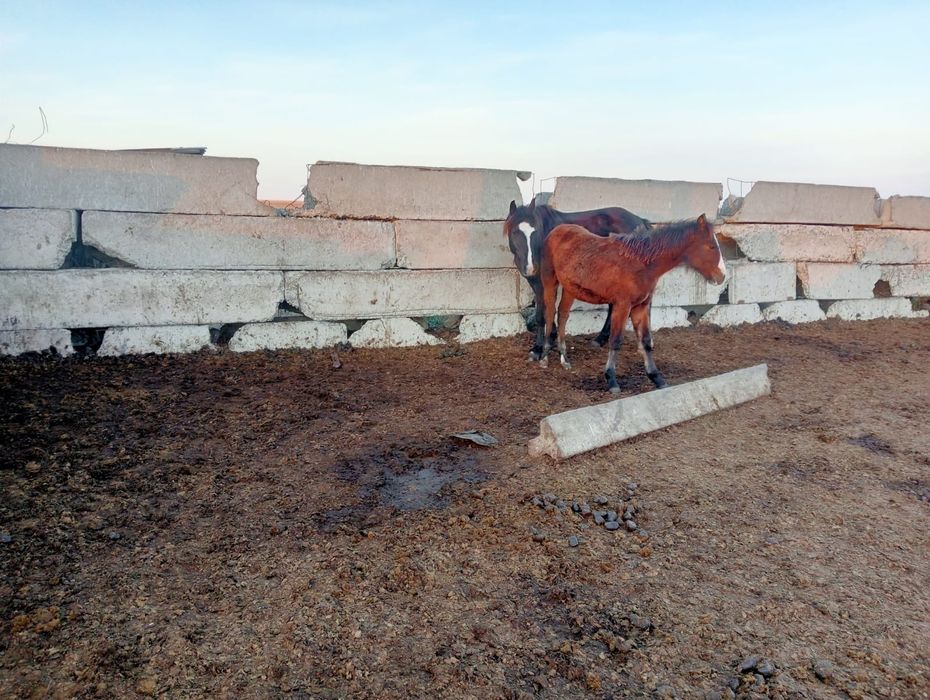 Продам 2 кобылы с жеребятами
