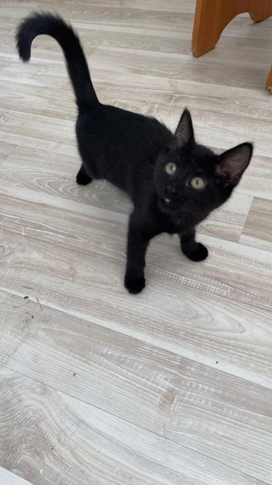 Котенок девочка 3 месяца бесплатно