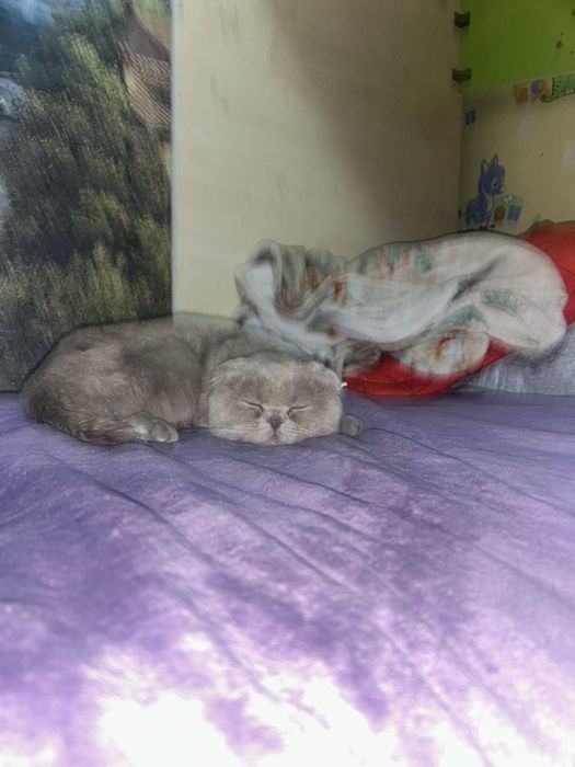 Mushuk zoti Scottish Fold