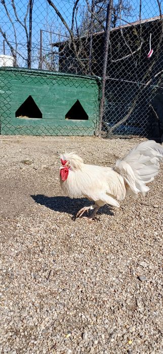 Cocoș Motata Olandeza