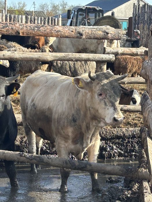 Продам быков с откорма в количестве 9 шт