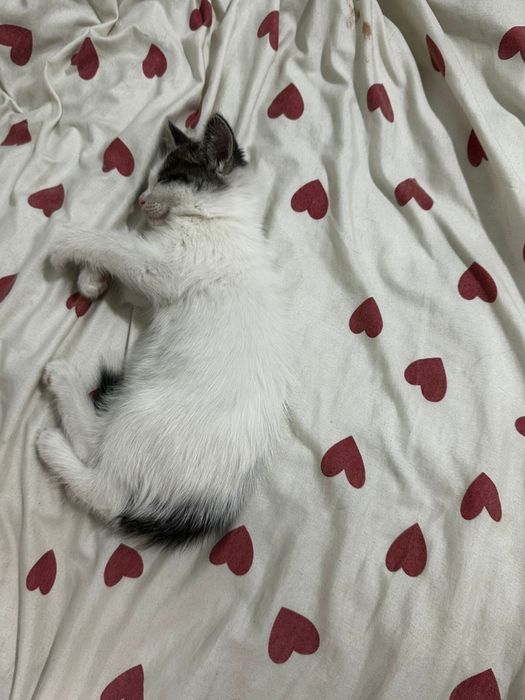Котята ищут добрые руки 1.5 месяц