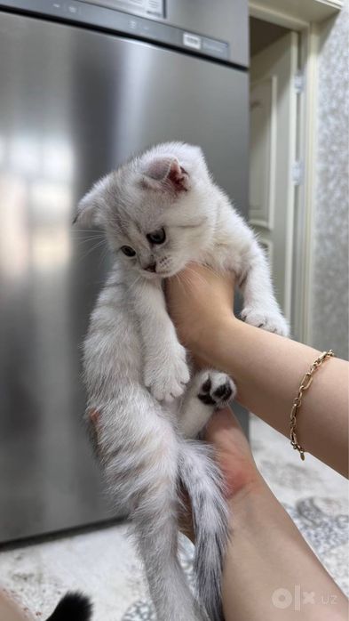 Продаются котята скоттиш фолд/страйт (серебристая шиншилла)