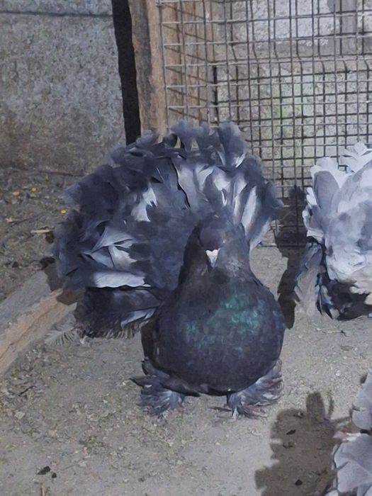 Fazani argintii și voltati indieni