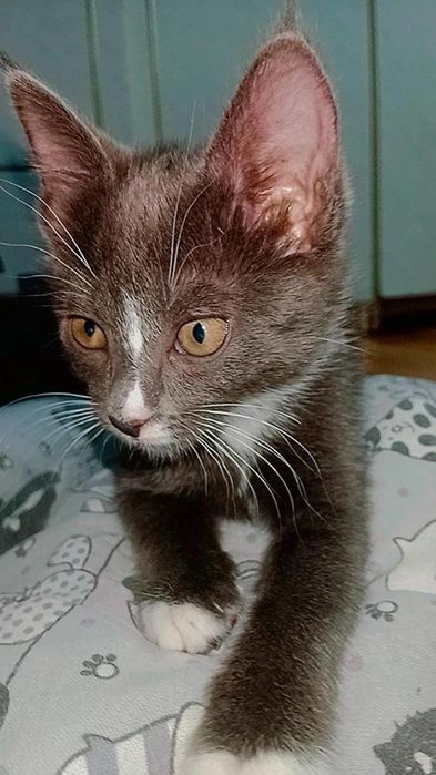 Красивый котёнок
