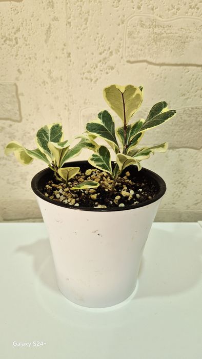 Фикус Триангулярис Вайт Марджин