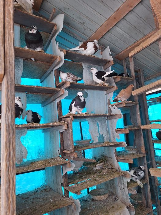 Vand porumbei incaltati