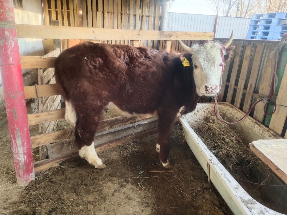 Полторашка өгіз сатылады.