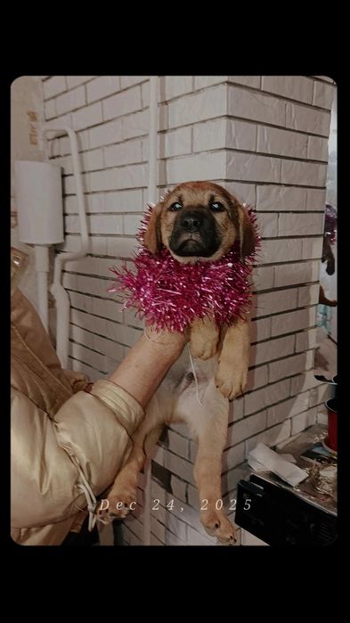 В добрые руки щенок