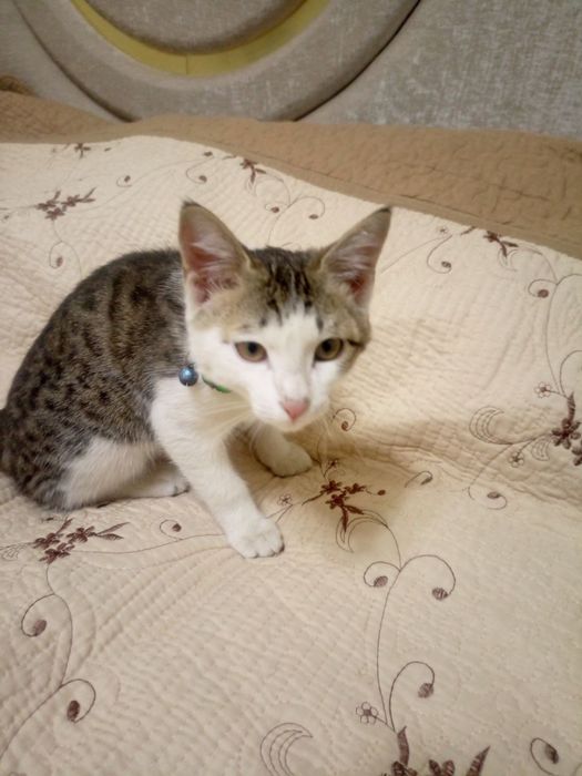 Ищем добрые руки для милого котенка. Приучена к лотку,очень игривая.