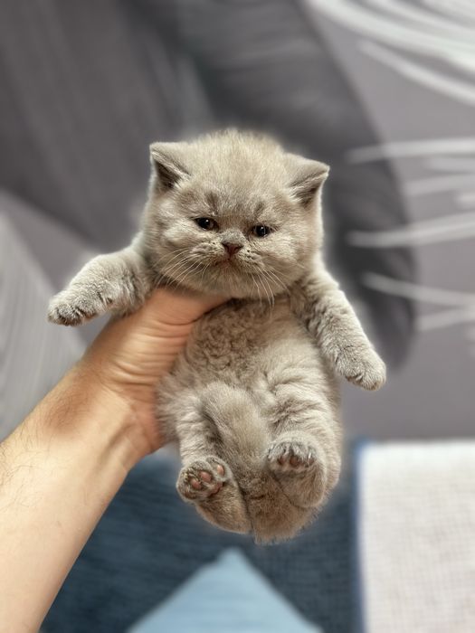 Плюшевый мальчик