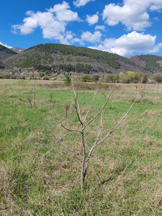 Орехова градина 5 дка / Овощна градина / Земеделска земя
