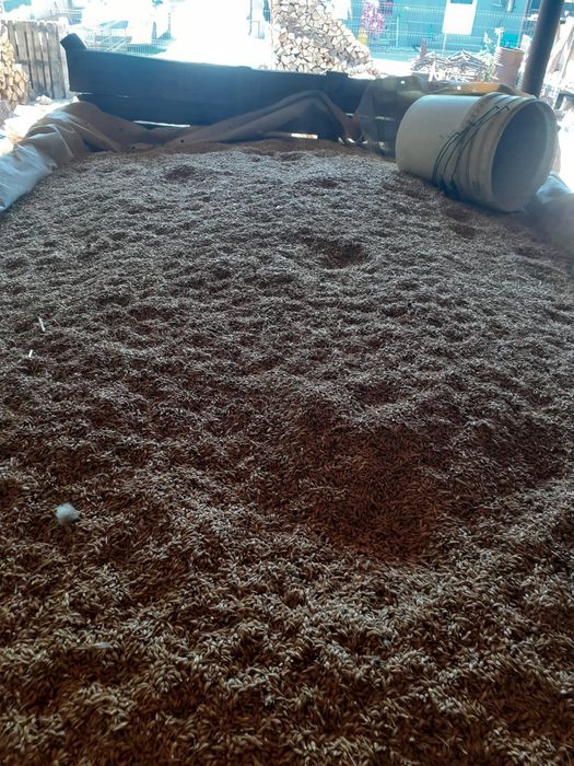 De vînzare 1500kg orz