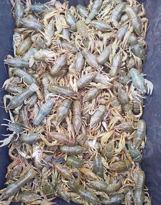 Раки , живые , крупные
