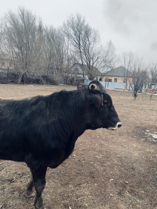 Таза қанды Алатауский Бұқа