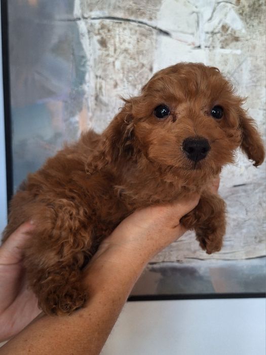 Pudel/Poodle/caniche pitic
