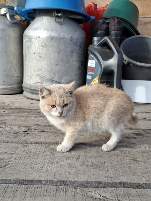 Отдам котёнка в добрые руки