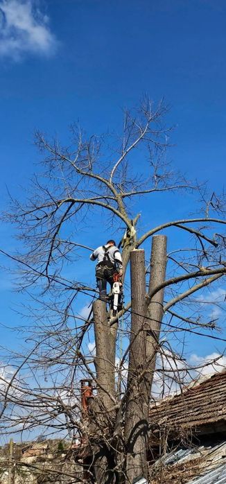 Рязане и премахване на дървета