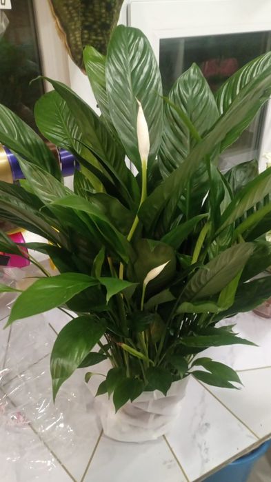 Продам комнатные цветы