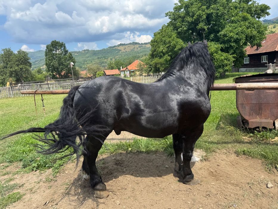 Vând armăsar în vârstă de 6 ani cuminte nu mușcă nu zvârle învățat la muncile agricole și gospodărești accept ori ce probă la plăcerea clientului