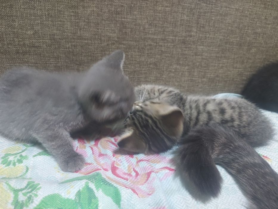 Пристраивается кошка и ее котята