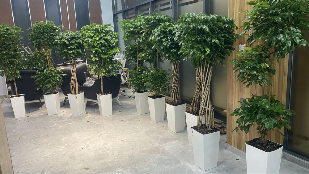 Цветы - Офисы, Гостиницы, Клиники, Дома! Гуллар офис ва хонадон учцн!