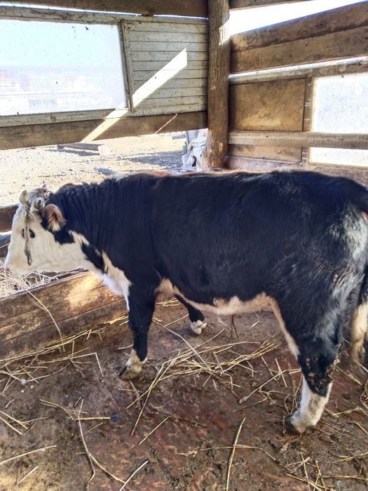 Продам бычков подсосных