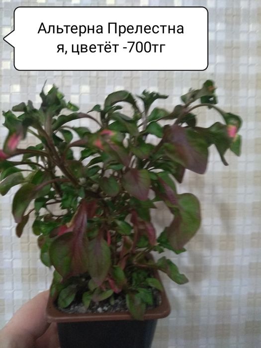 Продам Комнатные цветы