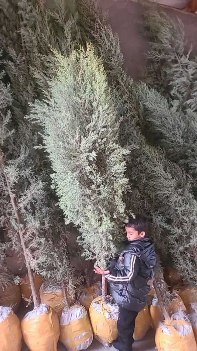 Можжевельник кучатлари Тошкентга келди