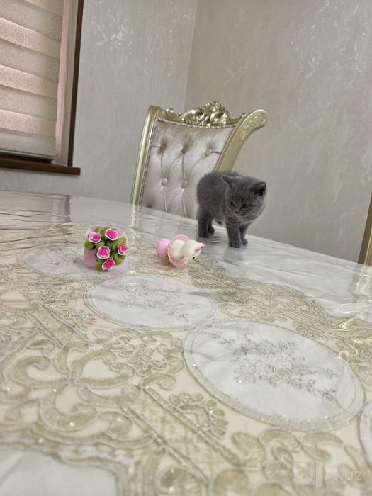 Продаются котята кушают,туалет ходять.Мишки ждут своих хозяевов