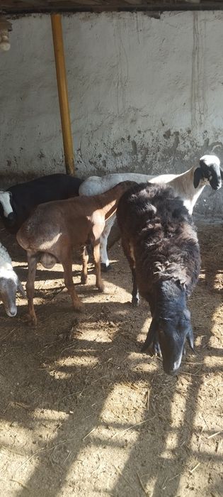 Куйлар. сотилади