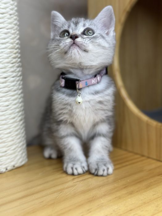 Чистокровная девочка скоттиш страйт с паспортом