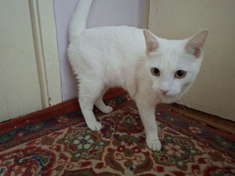 Отдам котика кастрированного