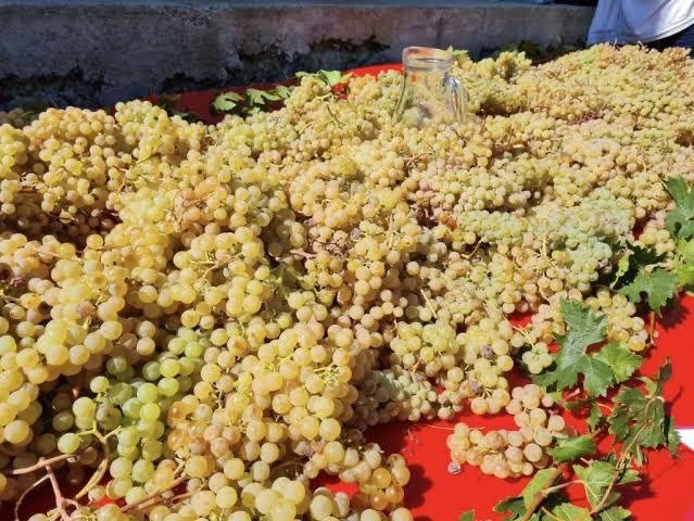 Vand struguri de vin