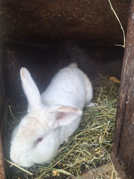 Vând iepuri , doi masculi!