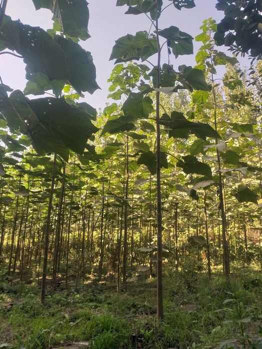 Pavloniya - M1  va Shangton navlari