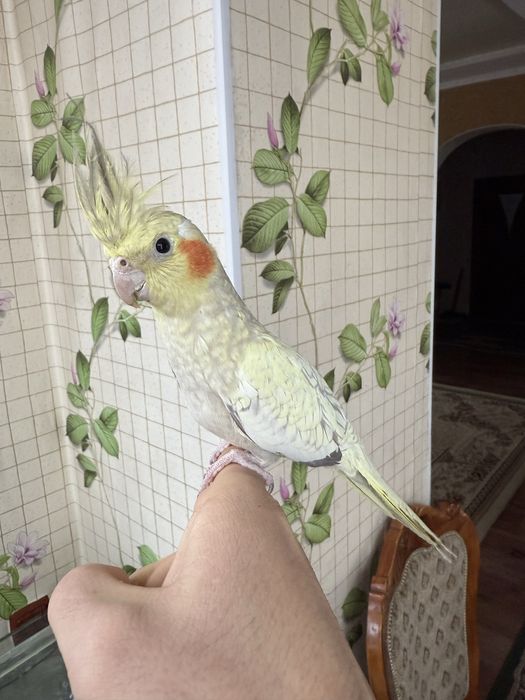 Продам молодого ручного попугая