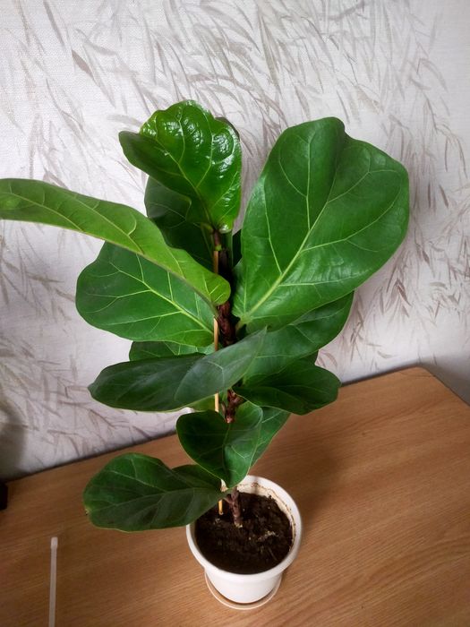 Продам фикус Лирата