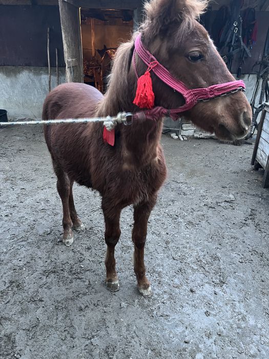 Mânz cuminte de vânzare