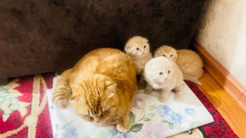 Катята пародастый продаю срочно