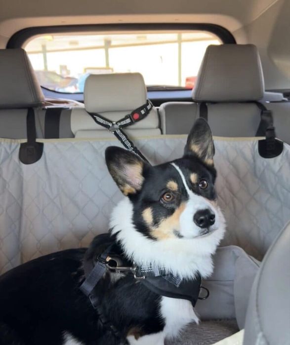 Servicii de preluare si transport pentru caine si pisici