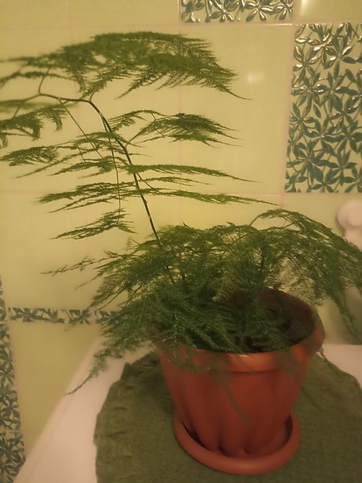 Аспарагус перистый