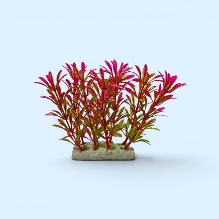 Faqat Akvarium uchun