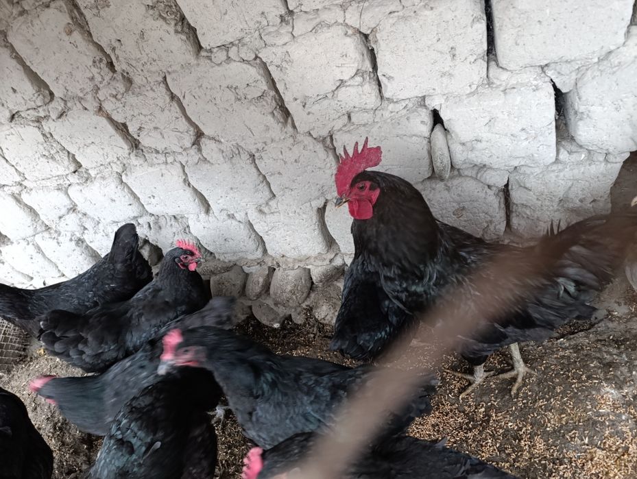 Qora shahzoda tuxumlari sotiladi